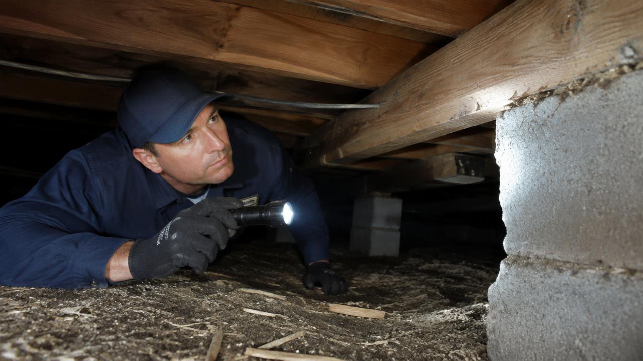 Technician performing a termite inspection under a house